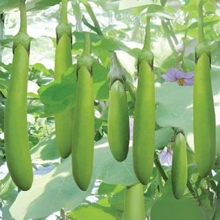 Hạt Giống Cà Xanh Mỡ Trái Dài Dễ Trồng