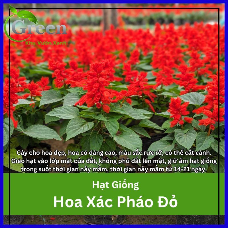 Hạt Giống Hoa Xác Pháo Đỏ