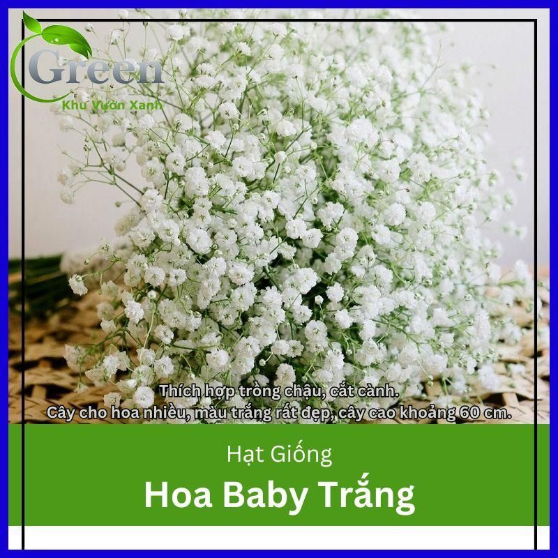 Hạt Giống Hoa Baby Trắng Thích Hợp Trồng Chậu, Cắt Cành