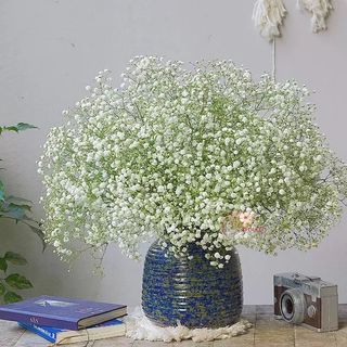 Hạt Giống Hoa Baby Trắng Thích Hợp Trồng Chậu, Cắt Cành