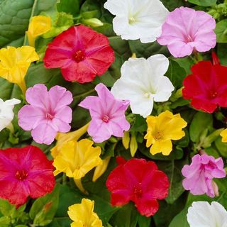 Hạt Giống Hoa Bông Phấn Mix (10H)