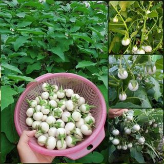 Hạt Giống Cà Pháo Trắng Năng Suất Cao
