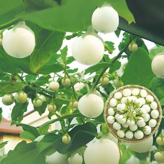 Hạt Giống Cà Pháo Trắng Năng Suất Cao