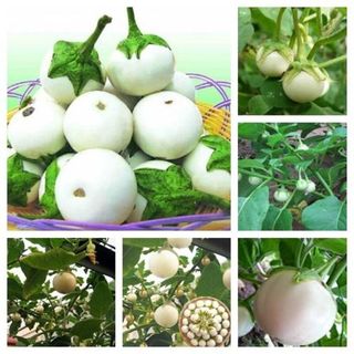 Hạt Giống Cà Pháo Trắng Năng Suất Cao