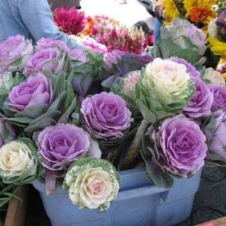 Hạt Giống Hoa Bắp Cải Nhiều Màu Trồng Chậu, Trồng Thảm Quanh Năm