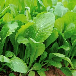 Hạt Giống Cải Bẹ Xanh Mỡ Dễ Trồng 20 Gam