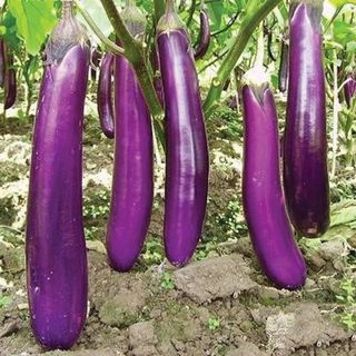 Hạt Giống Cà Tím Trái Dài Trồng Quanh Năm