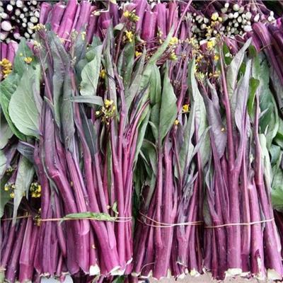 DEAL 1K - Gói 500 Hạt giống rau cải ngồng tím (cải ngọt bông)