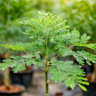 Hạt Giống Chùm Ngây Nhiều Nhánh Dễ Trồng