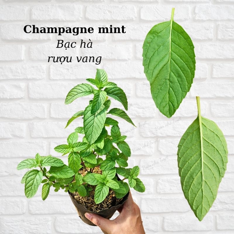 Bạc hà vị rượu Sâm panh champagne mint