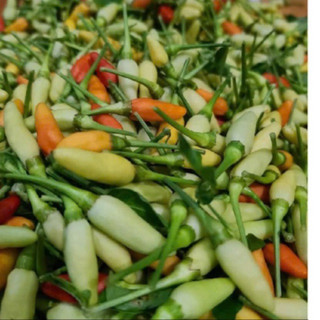 1Kg ỚT XIÊM XANH, ỚT MÒI  (ĐẶC SẢN HUẾ ) rất cay thơm