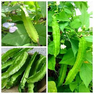 Hạt Giống Đậu Rồng Cao Sản Phân Nhánh Mạnh
