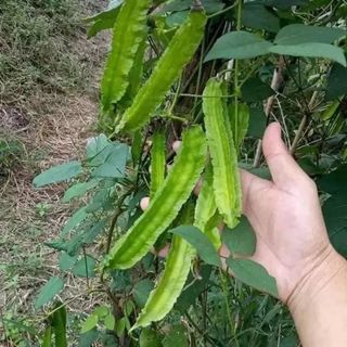 Hạt Giống Đậu Rồng Cao Sản Phân Nhánh Mạnh