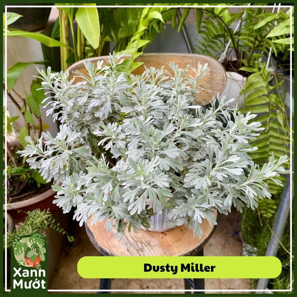 Plant Dusty Miller table size organic plant care outdoor plant Xanh Mướt Saigon