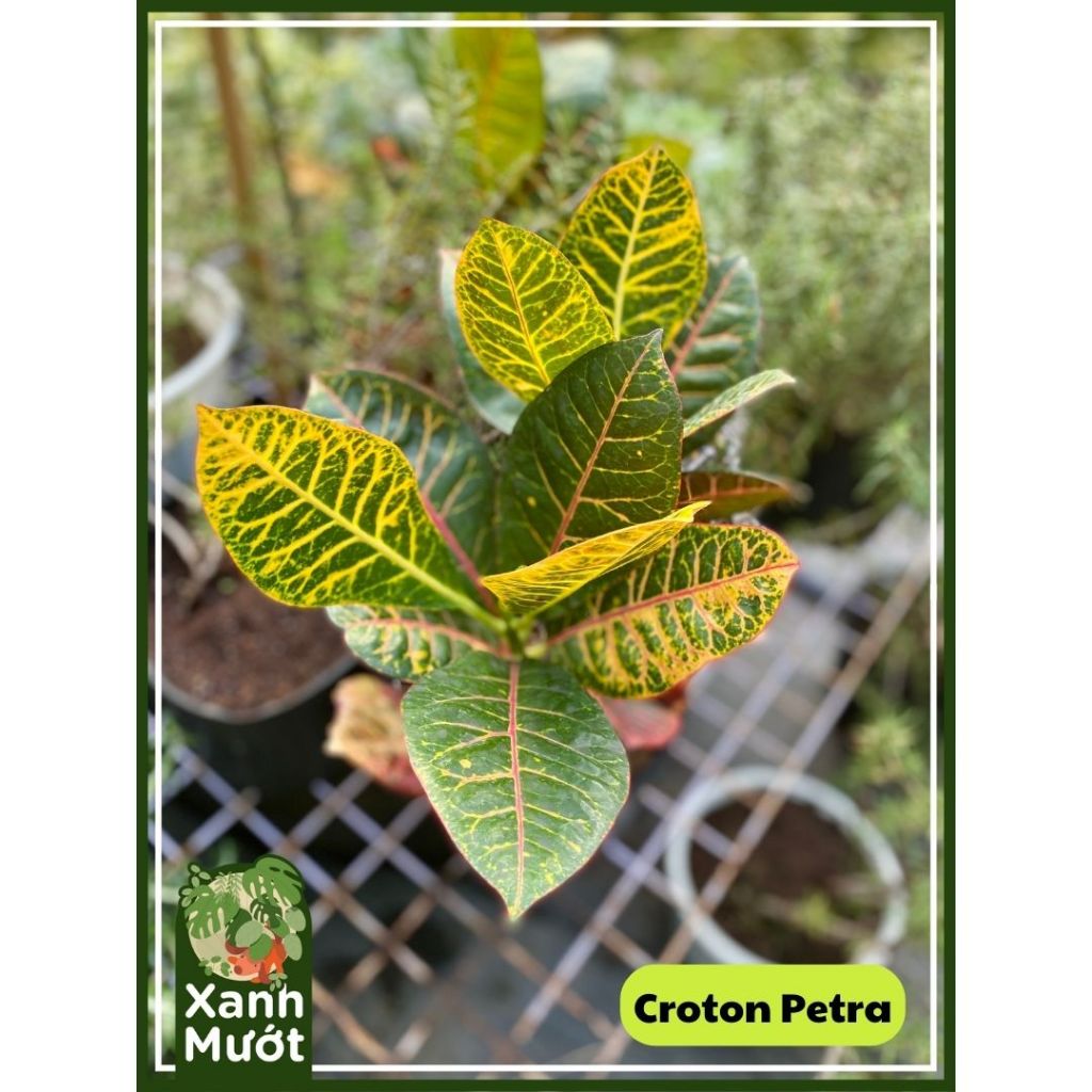 Plant Croton Petra table size organic plant care outdoor plant Xanh Muot Saigon