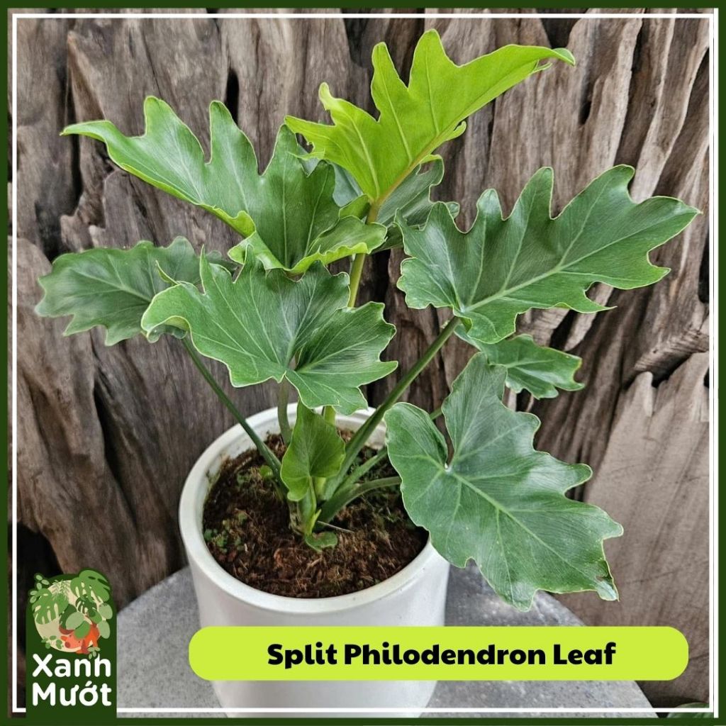 Plant Split Philodendron Leaf organic plant care indoor plant Xanh Muot Saigon