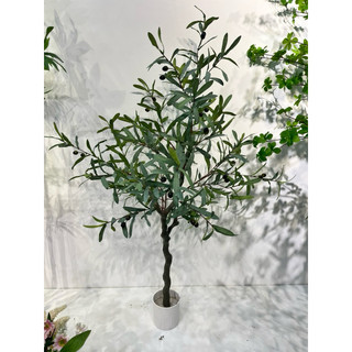 Cây oliu cây olive cao cấp trang trí các kích thước giống thật 99%