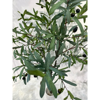 Cây oliu cây olive cao cấp trang trí các kích thước giống thật 99%