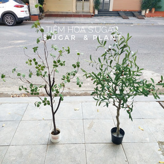Cây oliu cây olive cao cấp trang trí các kích thước giống thật 99%