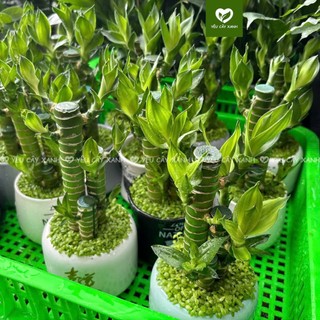 Cây Phát Tài Khúc 3 thân, Trúc Phát Tài 3 thân, Cây Xanh Phong Thủy để bàn (Mẫu chậu ngẫu nhiên)