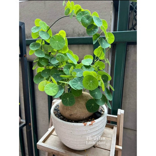 Củ Bình Vôi Thái nhiều size