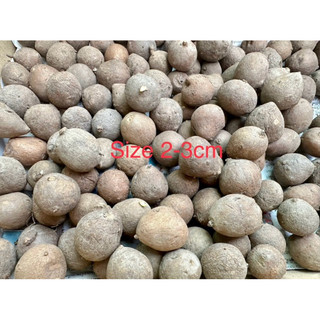 Củ Bình Vôi Thái nhiều size