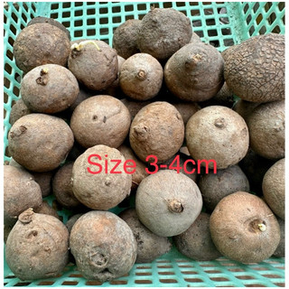 Củ Bình Vôi Thái nhiều size
