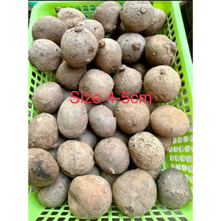 Củ Bình Vôi Thái nhiều size