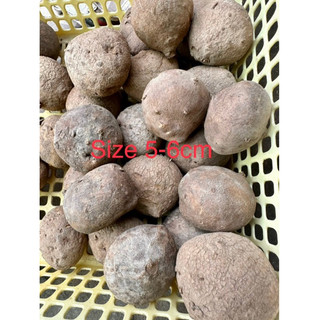 Củ Bình Vôi Thái nhiều size