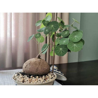 Củ Bình Vôi Thái nhiều size