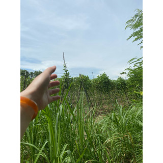 Hạt đậu rồng