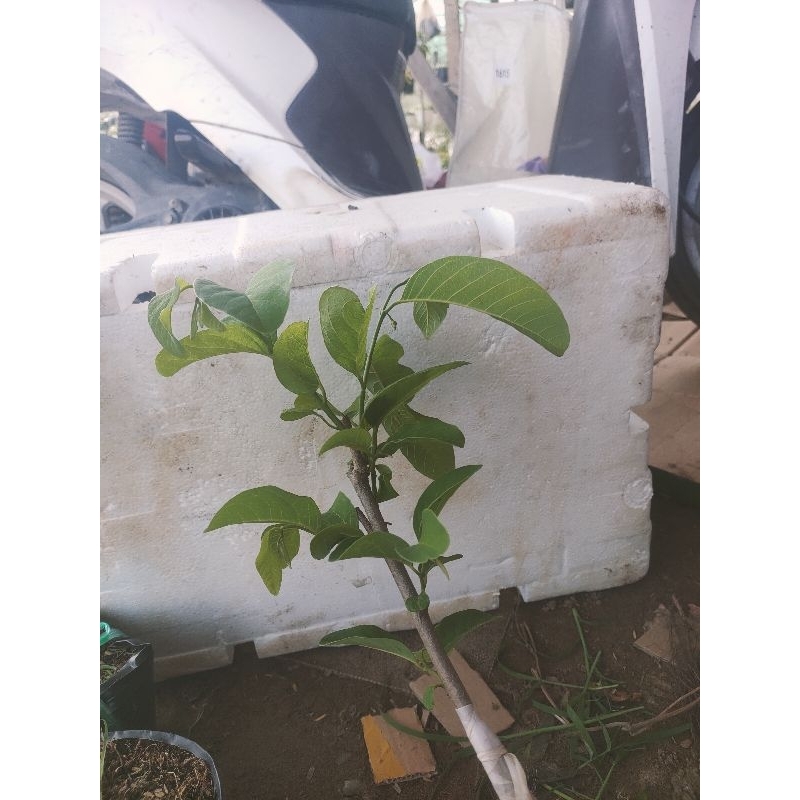 Cây na Thái, Na dứa Đài Loan, na Sầu riêng