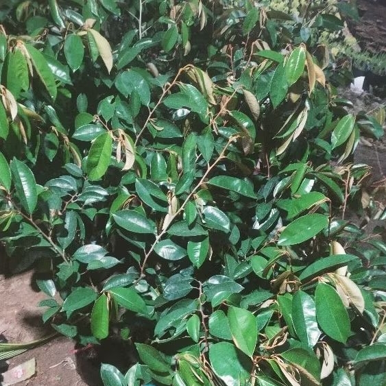 Cây vú sữa giống: vú sữa hoàng kim, vs lò rèn, vs mika