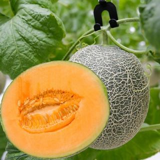Hạt Giống Dưa Lưới Lai F1 Thái Lan Ruột Vàng, Trái To Giòn Ngọt