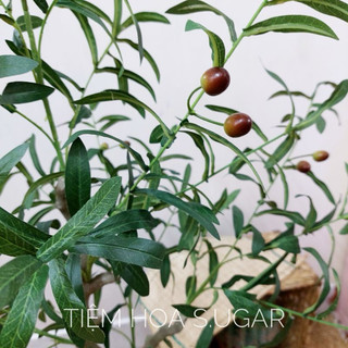 Cây oliu cây olive cao cấp trang trí các kích thước giống thật 99%