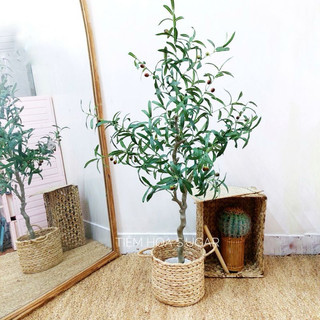 Cây oliu cây olive cao cấp trang trí các kích thước giống thật 99%