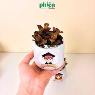Cây Sen Đá, Fittonia Lá May Mắn Tặng Tốt Nghiệp, Chậu Gốm Dán Tem Nhiệt Graduation Dễ Thương
