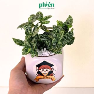 Cây Sen Đá, Fittonia Lá May Mắn Tặng Tốt Nghiệp, Chậu Gốm Dán Tem Nhiệt Graduation Dễ Thương