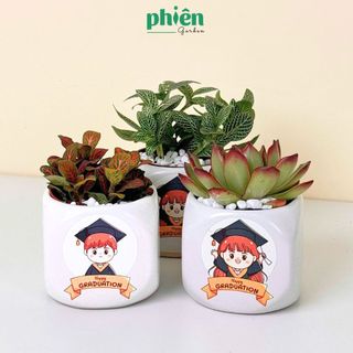 Cây Sen Đá, Fittonia Lá May Mắn Tặng Tốt Nghiệp, Chậu Gốm Dán Tem Nhiệt Graduation Dễ Thương