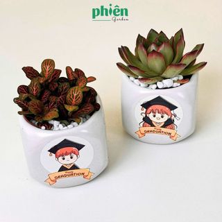 Cây Sen Đá, Fittonia Lá May Mắn Tặng Tốt Nghiệp, Chậu Gốm Dán Tem Nhiệt Graduation Dễ Thương
