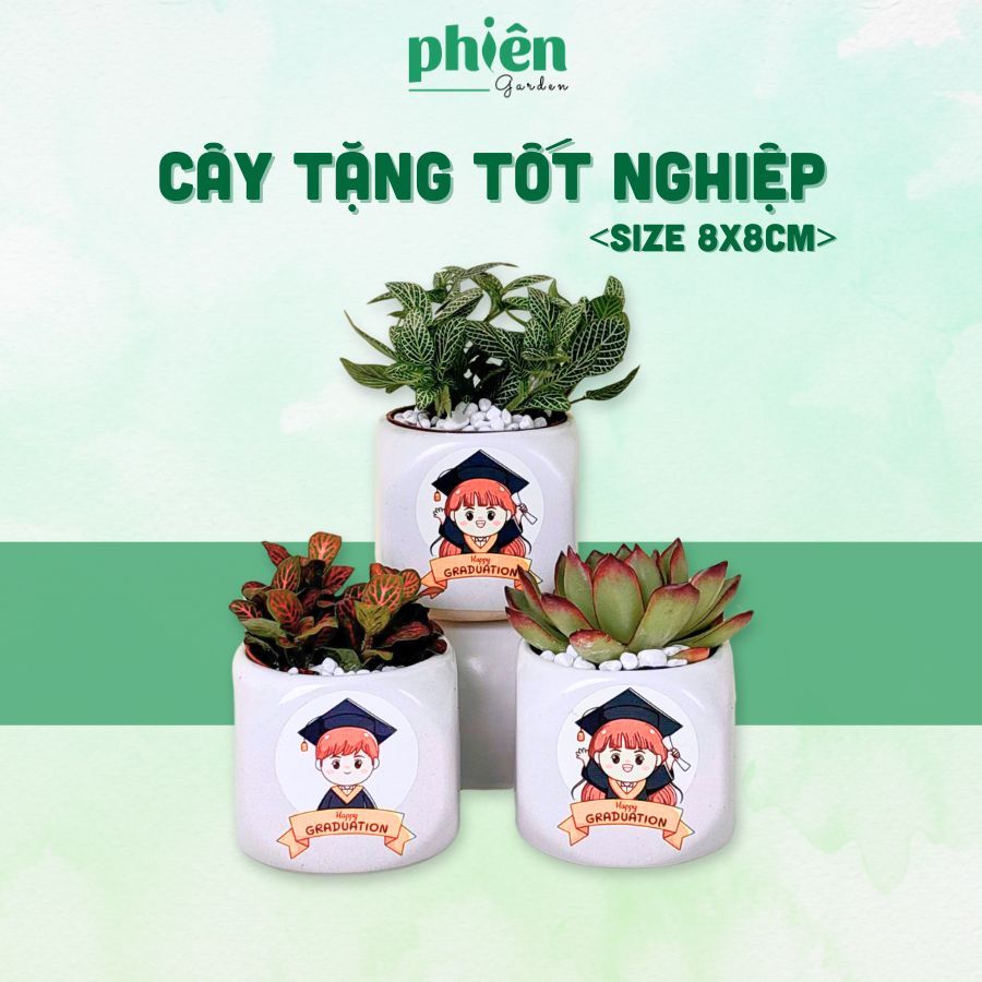 Cây Sen Đá, Fittonia Lá May Mắn Tặng Tốt Nghiệp, Chậu Gốm Dán Tem Nhiệt Graduation Dễ Thương