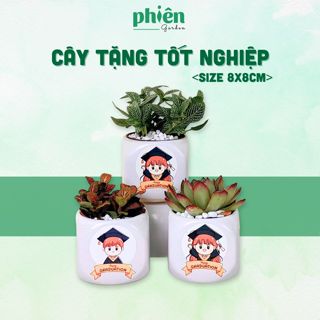  Cây Sen Đá Fittonia Lá May Mắn Tặng Tốt Nghiệp Chậu Gốm Dán Tem Nhiệt Graduation Dễ Thương 