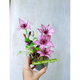 TRANG TRÍ VƯỜN CLEMATIS CỐC