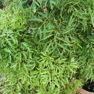 Lá Đinh Lăng Nếp tươi 500gr [Thảo Dược Ngọc Ánh]