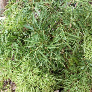 Lá Đinh Lăng Nếp tươi 500gr [Thảo Dược Ngọc Ánh]