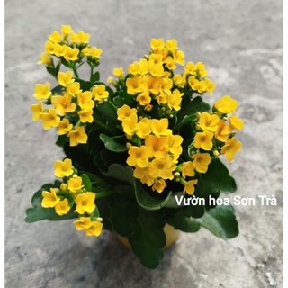 (VHST giao trong ngày) CÂY SỐNG ĐỜI HOA VÀNG ĐƠN size trung.