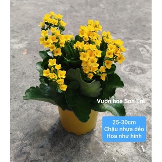 (VHST giao trong ngày) CÂY SỐNG ĐỜI HOA VÀNG ĐƠN size trung.