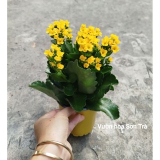 (VHST giao trong ngày) CÂY SỐNG ĐỜI HOA VÀNG ĐƠN size trung.