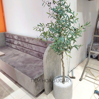 Cây oliu cây olive cao cấp trang trí các kích thước giống thật 99%