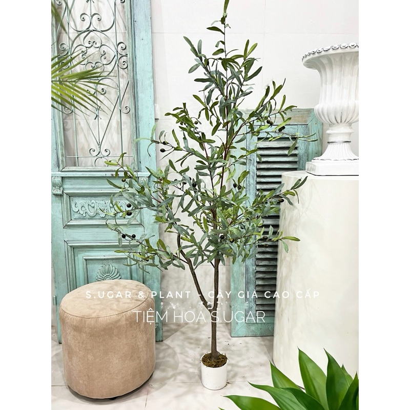 Cây oliu cây olive cao cấp trang trí các kích thước giống thật 99%